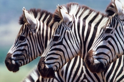 Zebra
