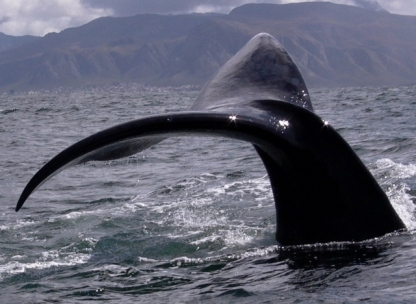 Whale, Hermanus