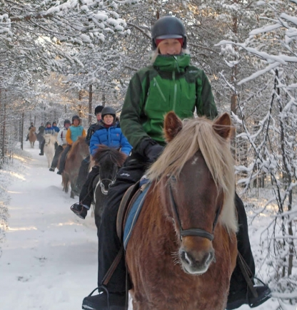 Moose safari
