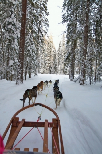 Dog sledding