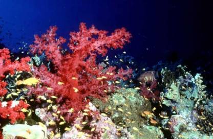 coral, Thailand