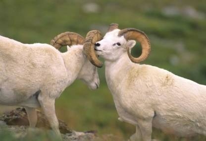 Dall Sheep, Denali National Park, Alaska