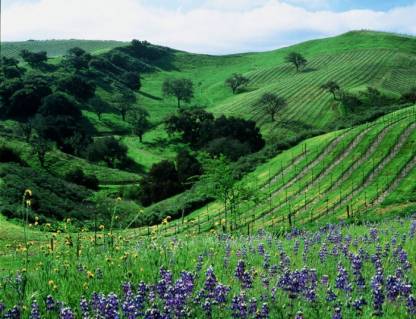 Santa Barbara Vineyard