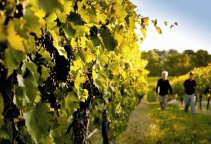 Vines near Charlottesville