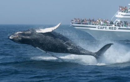 Whale-watching excursion