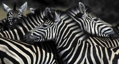 Walking Safari, South Luangwa National Park