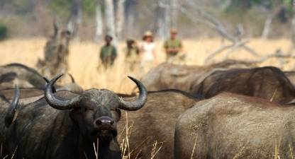 Walking Safari, South Luangwa National Park