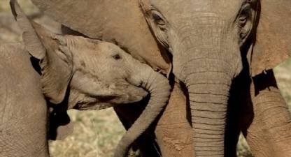 Walking Safari, South Luangwa National Park