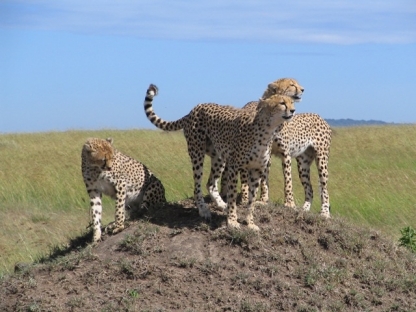 Cheetah, Masai Mara