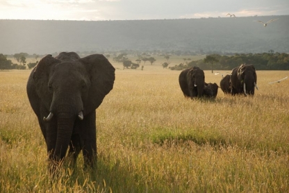 Elephant, Kenya