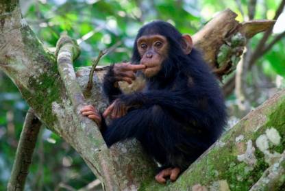 Chimpanzee in the Kyambura Gorge
