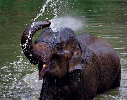 Elephant in Khao Sok National Park