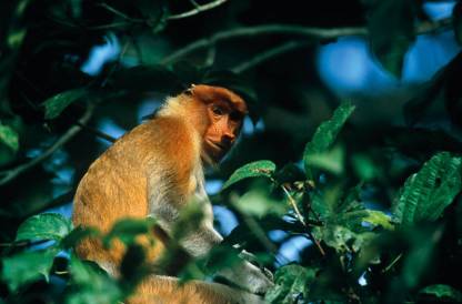 Proboscis monkey