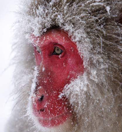 Snow monkey