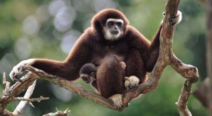 White-handed Gibbon