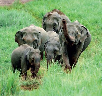 Wild elephants