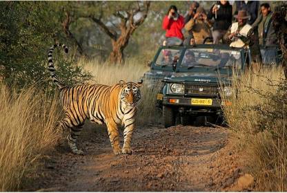 Tiger spotting