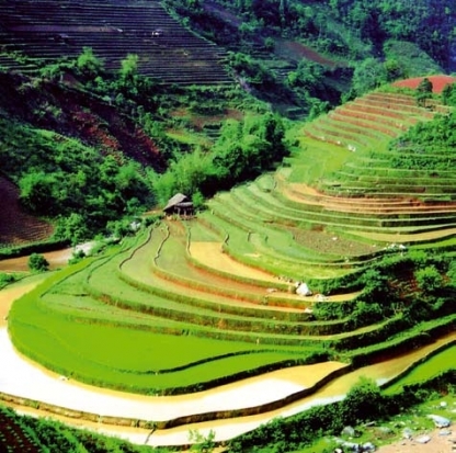 Terraced Rice Paddy Fields, Sapa