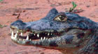 Wildlife In The Pantanal At Pousada Caiman