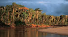 A Ramble In The Jungle