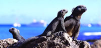 Machu Picchu & The Galapagos Islands