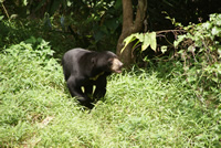 Sun Bears Orion Expedition Cruises