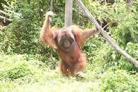 Orang-Utans Orion Expedition Cruises